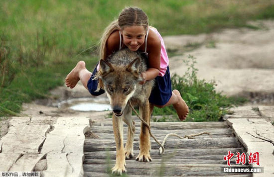 俄罗斯家庭把狼当宠物 10岁女孩骑狼狂奔